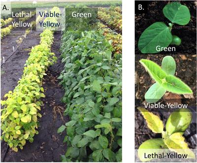 Genetics and Physiology of the Nuclearly Inherited Yellow Foliar Mutants in Soybean